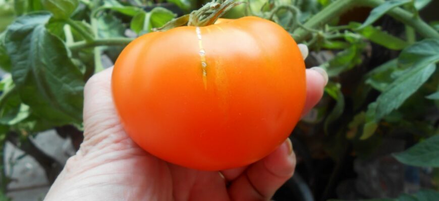 Зола с уксусом для подкормки томатов и других овощей