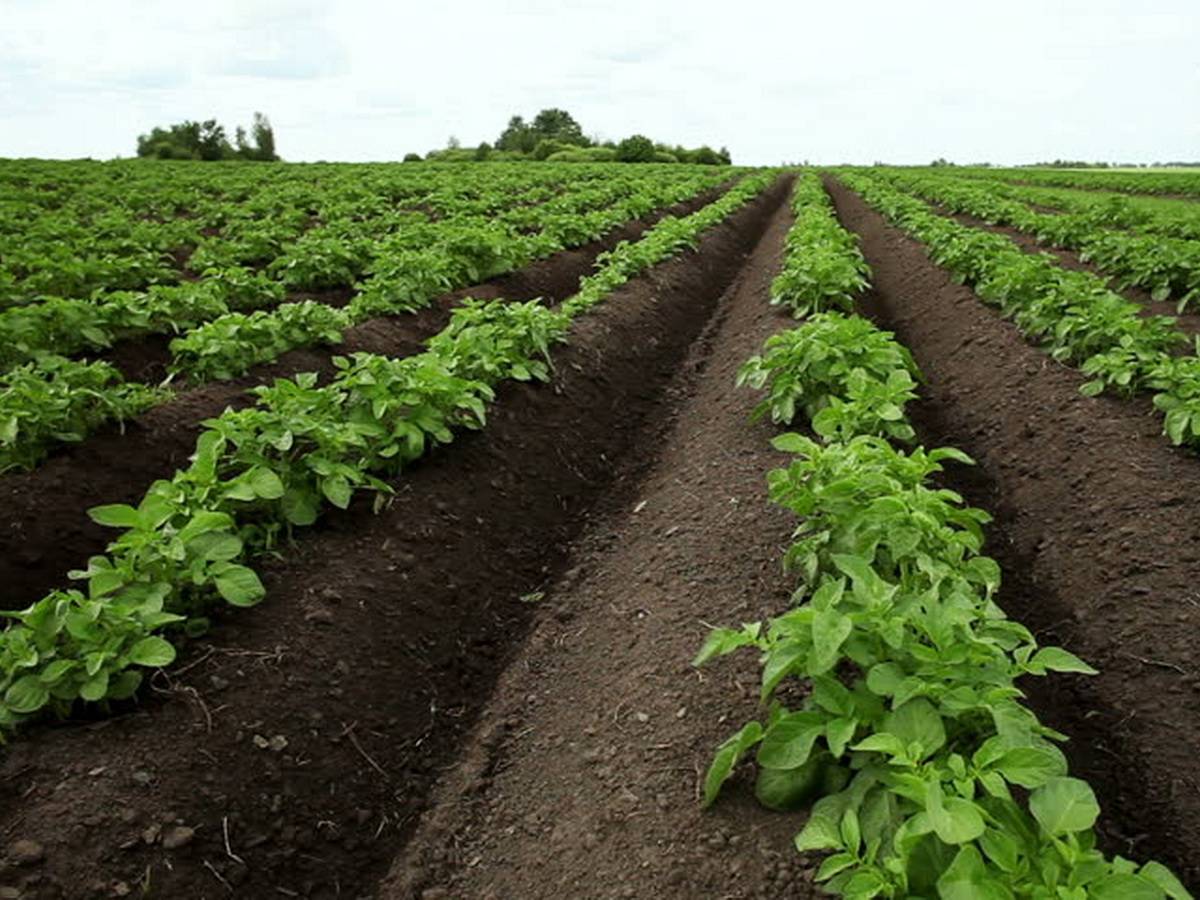 Голландский способ посадки картофеля