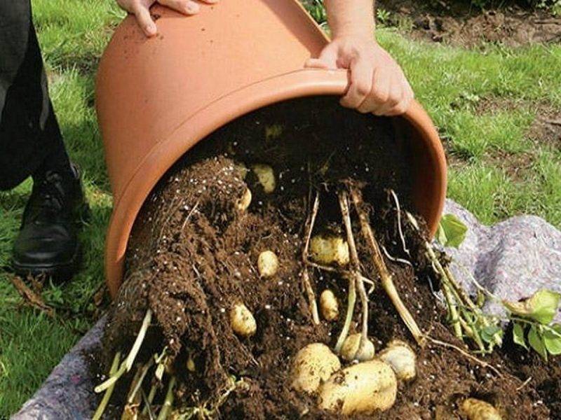 Посадка картофеля в мешках с землей фото