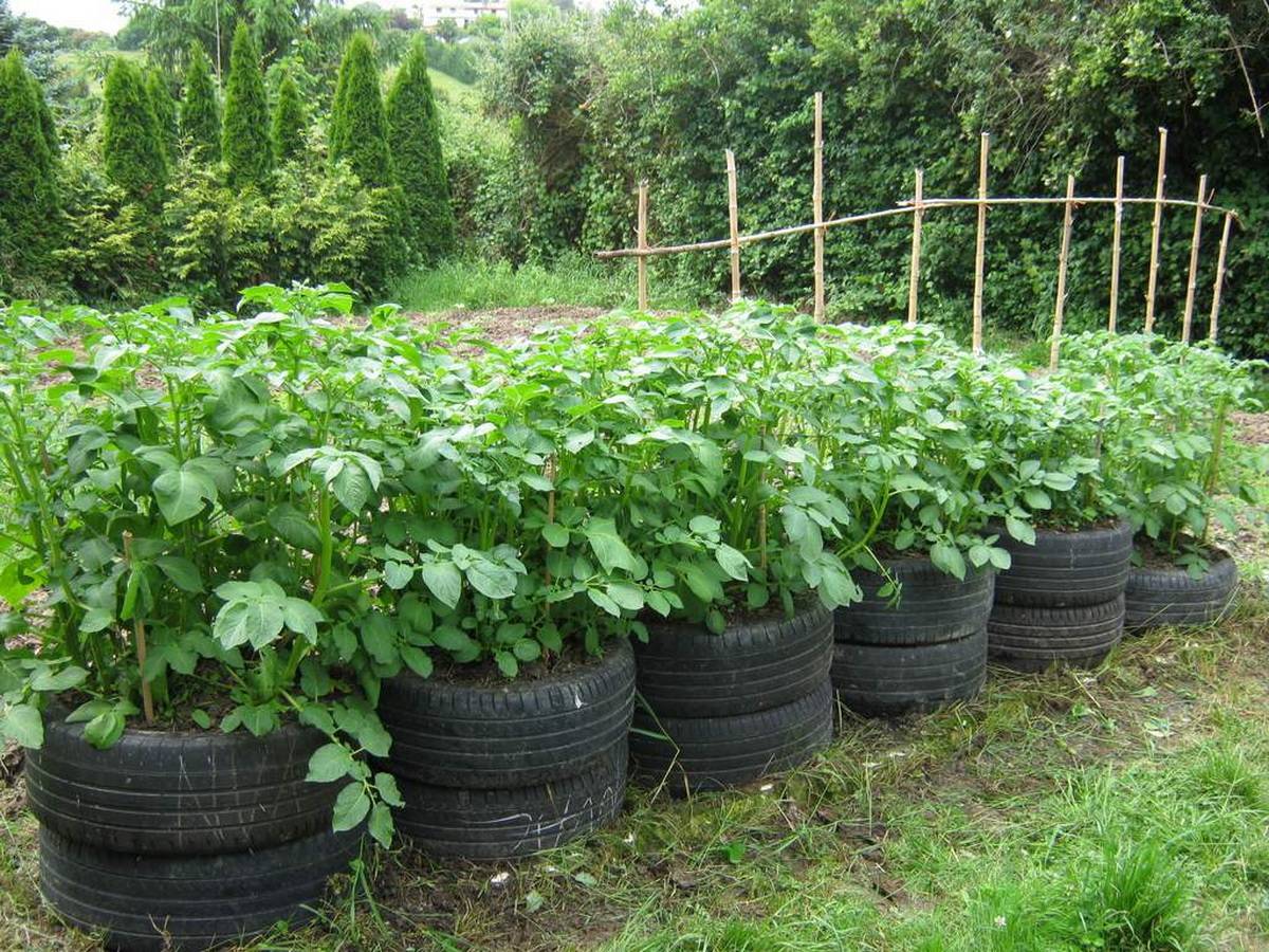 вертикальное выращивание картошки в шинах