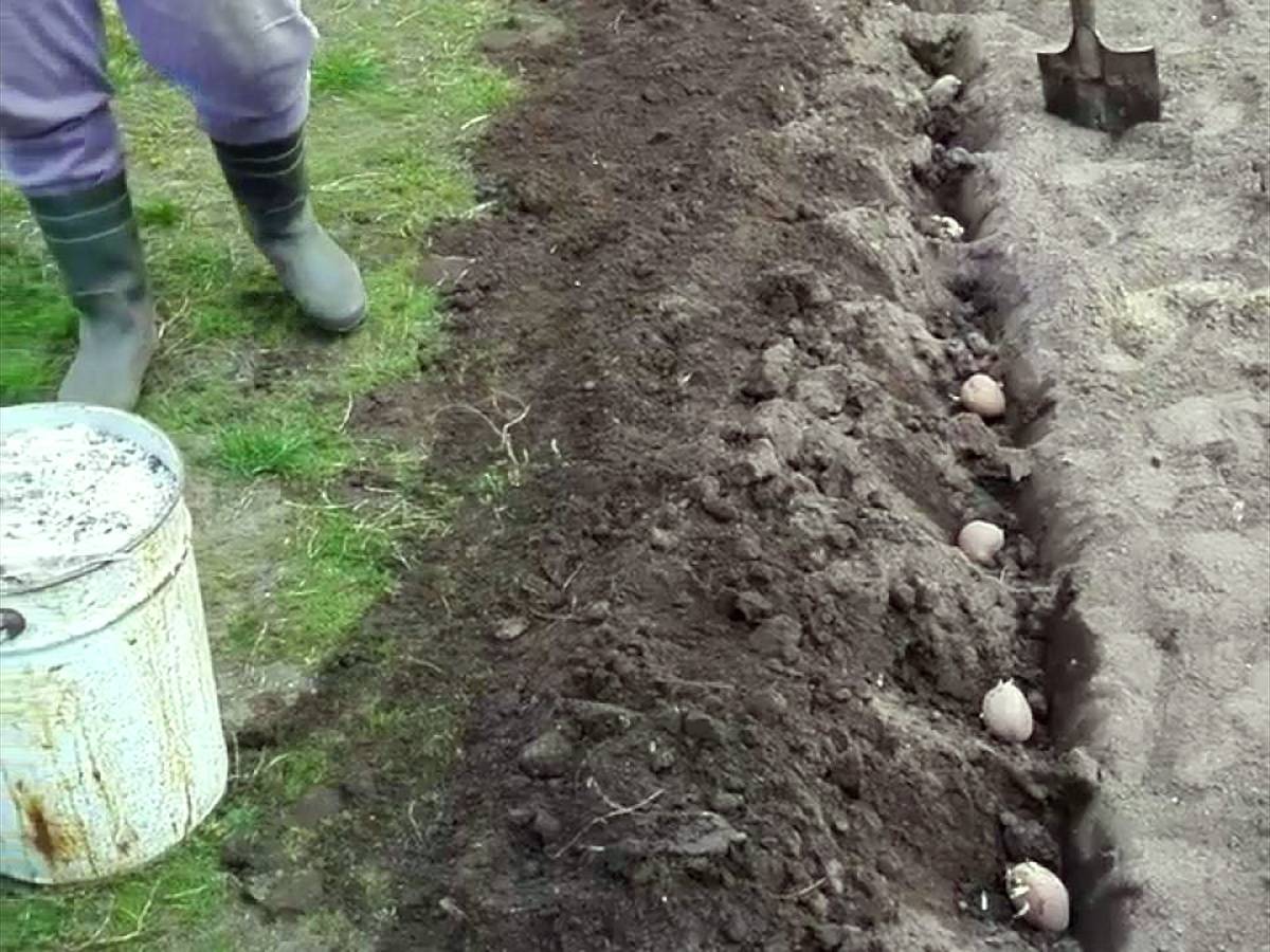 традиционный способ посадки картошки