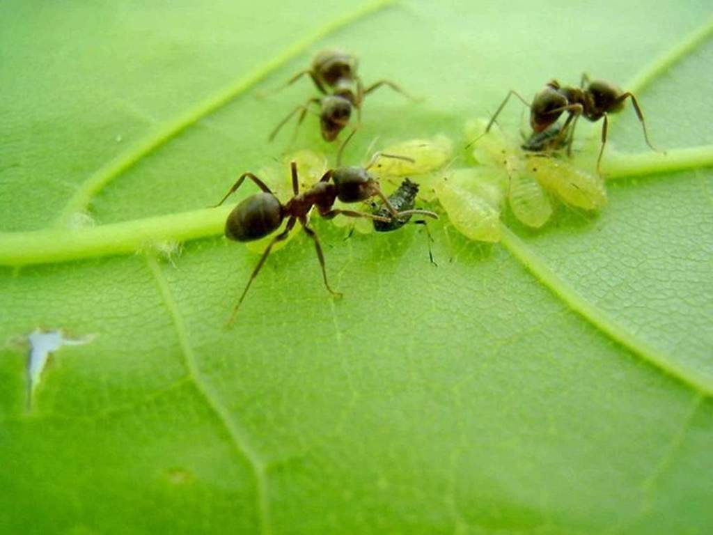 муравьи выращивают тлю