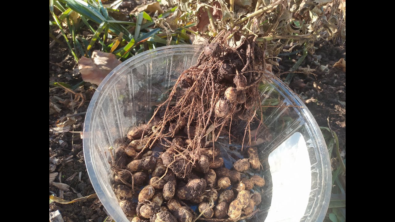 Как выращивать арахис на огороде: нюансы агротехники